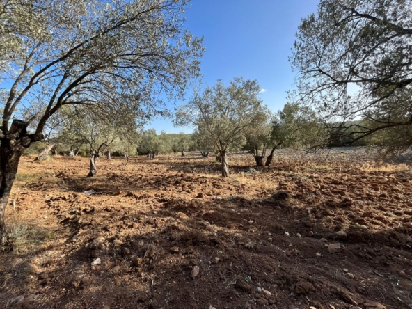 Ayvalik fethiye Mah. 5800 mt2 kadastro yol cepheli 1
