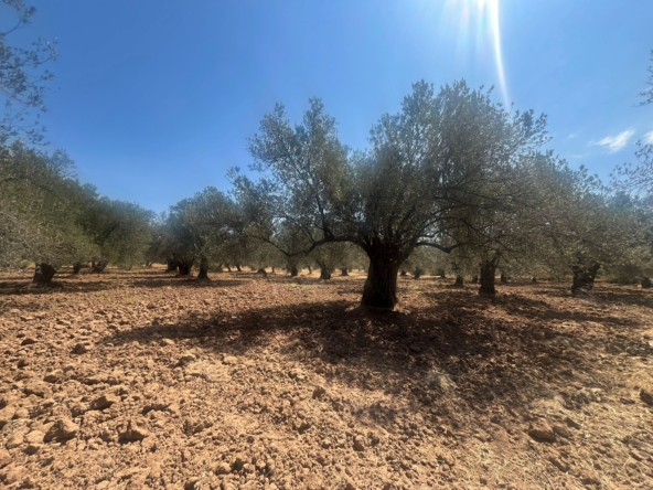 1f8a0f23 ed7f 41f2 ac91 d1abaeb4804b